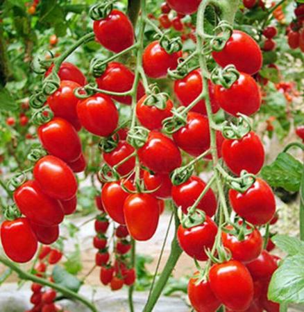 Image 3 of A pack of 12 Tomato Plants - Pick & Mix Variety for Only £10