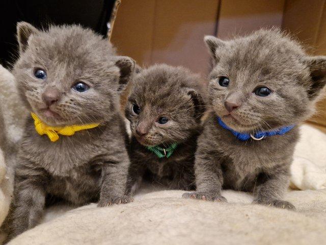 Preview of the first image of Russian blue Cross kittens.