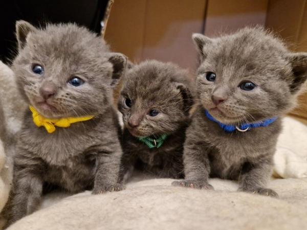Image 1 of Russian blue Cross kittens