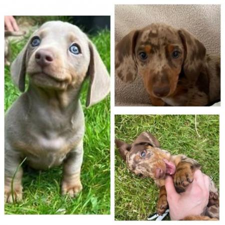 Image 13 of Quality bred Miniature Dachshunds 2 boys 1 girl for sale