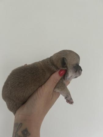 Image 7 of Teacup chihuahuas for sale