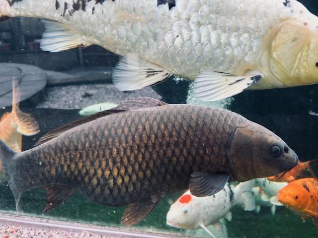 Preview of the first image of Rehoming 20 Koi Carp due to move.