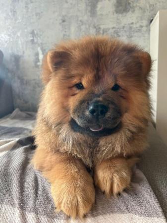 Image 9 of READY NOW BEAUTIFUL FULL KC CHOW CHOW PUPPIES!!
