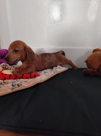 Image 3 of Miniature dachshunds boys available