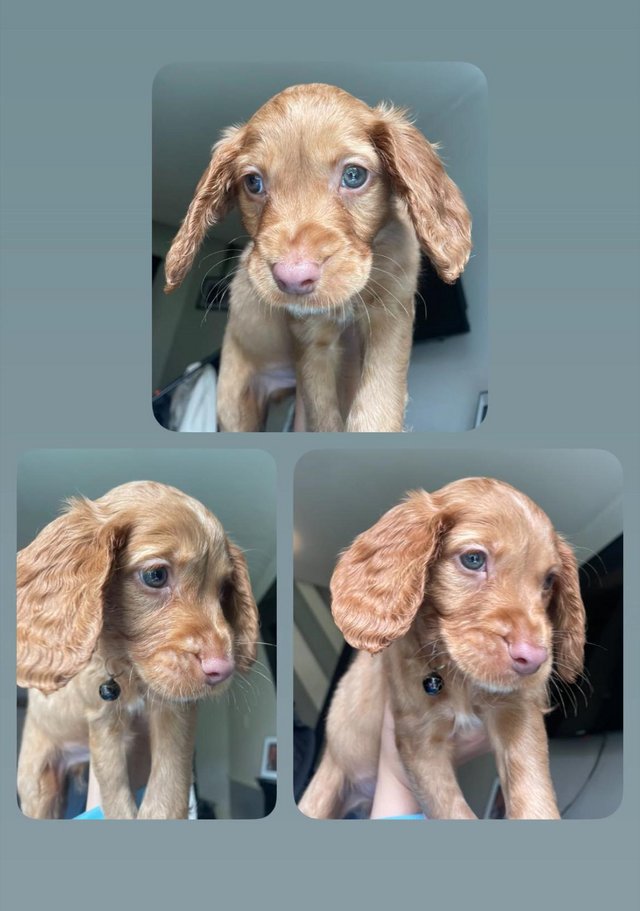 Preview of the first image of Ready to leave Cocker spaniel puppies.