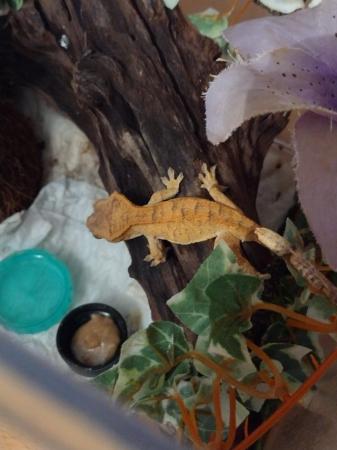 Image 4 of Crested Gecko for sale to good home