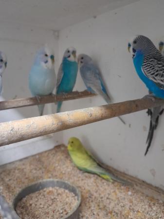 Image 2 of Baby and Adult budgies for sale