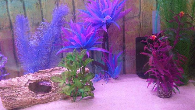 Image 3 of 3ft Axolotl or fish tank with accessories for sale