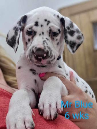 Image 10 of Dalmatian puppies, liver and white, full hearing, kc Reg
