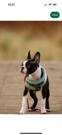 Image 3 of BOSTON TERRIER WANTED ????