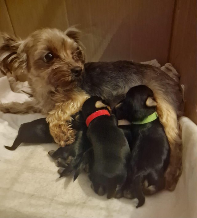 Preview of the first image of Teacup Yorkshire terrier puppies.