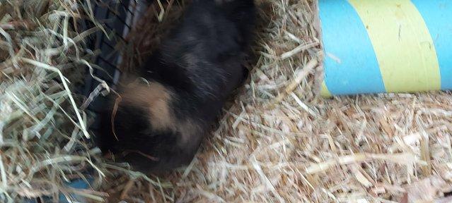 Image 1 of Gorgeous male guinea pig