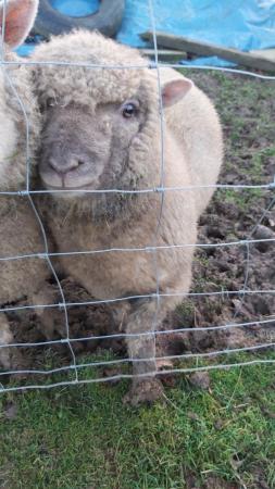 Image 2 of Lovely Little 1yr Old Ram Lamb so Cute!