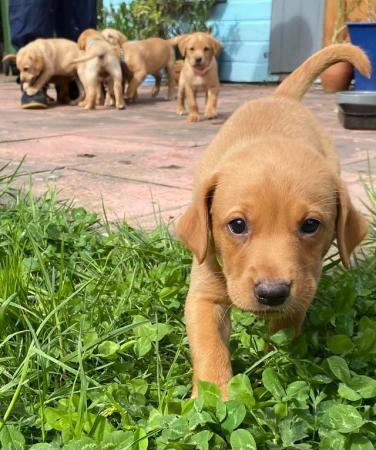 Image 8 of Fox red and Yellow labrador puppies. KC registered