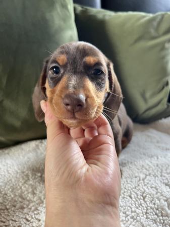Image 6 of Beautiful miniature dachshunds puppies