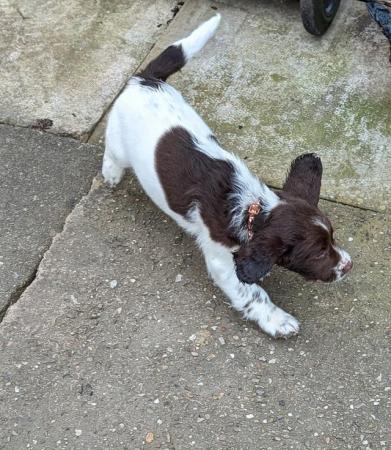 Image 19 of sprocker for sale from loving home