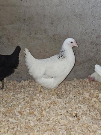 Image 3 of POL pullets Warren's and other hybrid coloured breeds