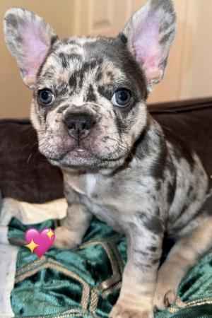 Image 2 of Pedigree French bulldog puppies looking for forever homes