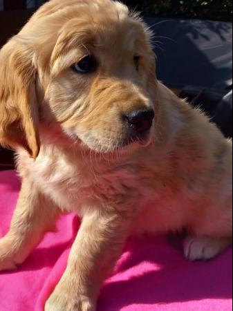 Image 15 of Golden Retriever Puppy reduced last girlMessage for detail