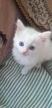 Image 8 of Pure Breed Ragdoll Kittens