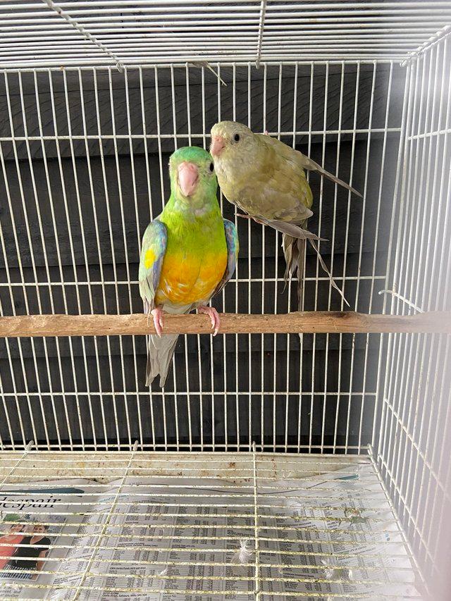 Preview of the first image of Red rump parakeets now available pairs and males.