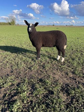 Image 1 of Mv accredited zwartbles ewe lamb