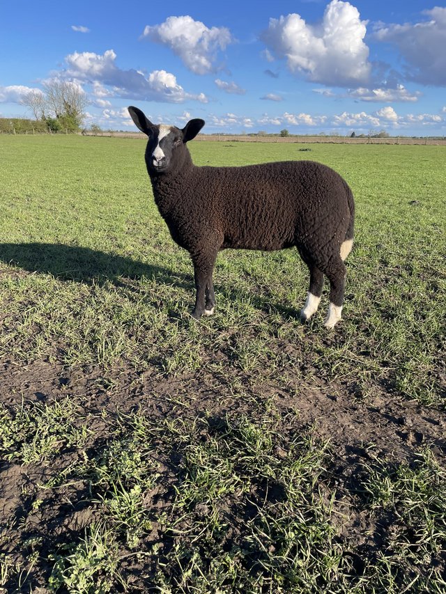 Preview of the first image of Mv accredited zwartbles ewe lamb.