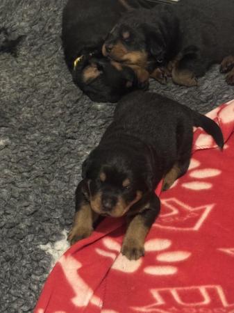 Image 2 of Beautiful big chunky Rottweiler puppies for sale