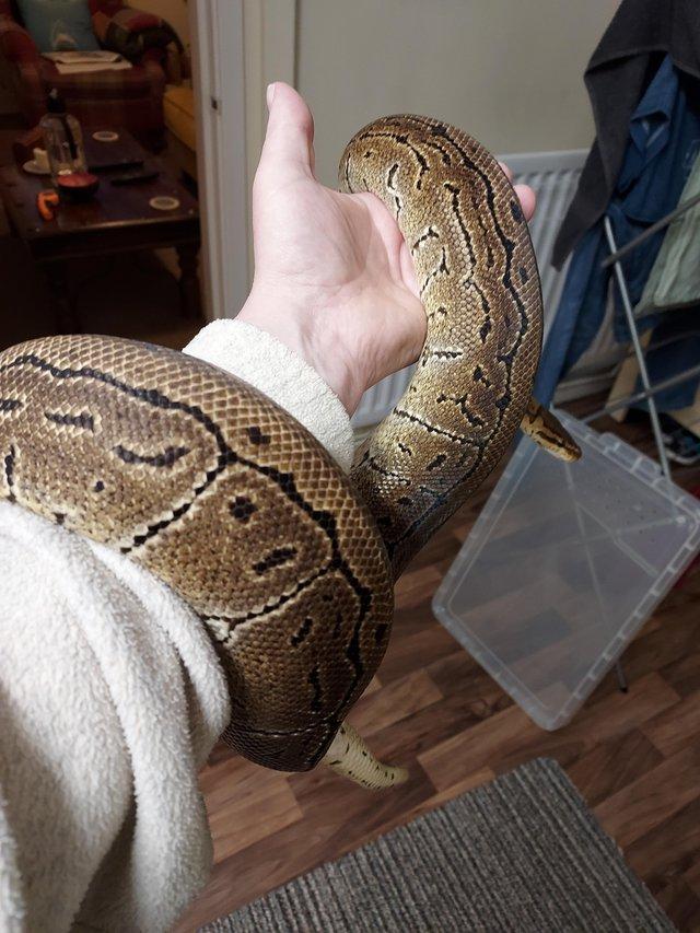 Preview of the first image of Proven breeder Female ball python.