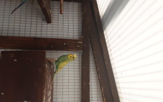 For sale young cocktails and budgies