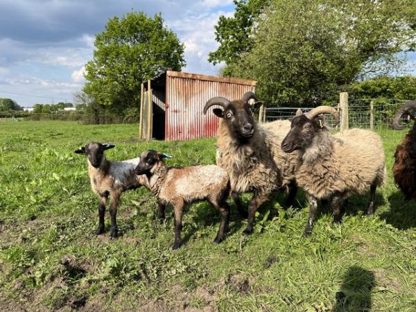Image 2 of Boreray sheep (7 ewes and 1 wether) and 5 Boreray x lambs