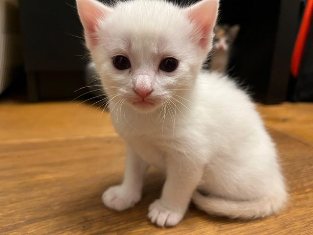 Stunning, friendly Ragdoll Cross Kittens