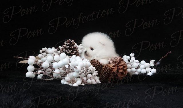 Image 5 of Gorgeous XXS Teddy Bear Pomeranian puppies