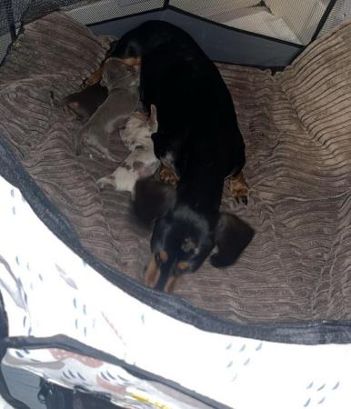 Image 5 of 3 beautiful kc reg miniature dachshund boy pups