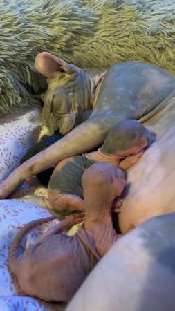 Image 2 of Sale wonderful males and female Sphynx