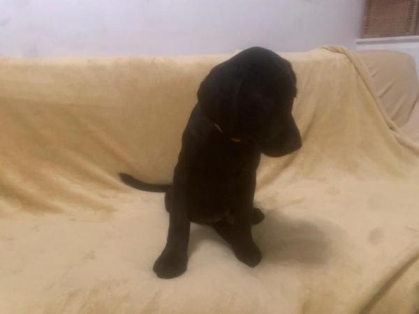 Image 31 of Quality KC Registered Health Tested Parents Labrador Puppies