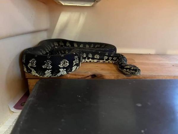 Image 2 of Female carpet python eats fine