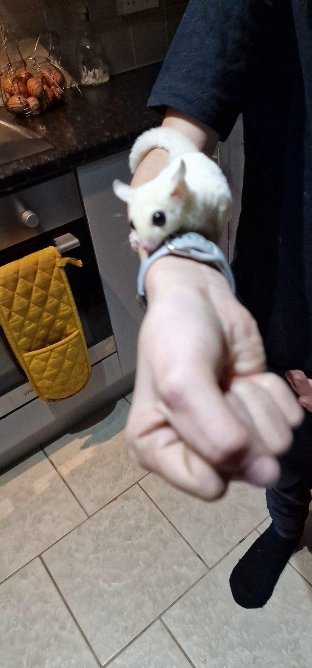 Preview of the first image of Sugar glider for sale leustic.