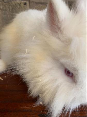 Image 7 of Unusual marked Lionhead rabbit 6 months old