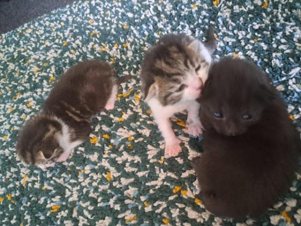 Image 1 of 3 beautiful little kittens! WILL BE READY ON 23rd JULY