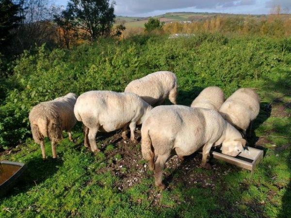 Image 2 of WiltshireShetland Yearling Ewes  No Shear Bramble eaters