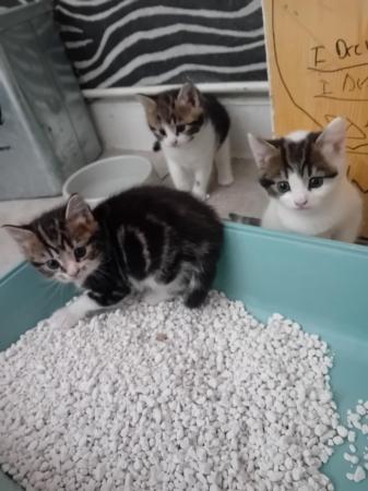 Image 3 of 2 BEAUTIFUL KITTENS LEFT READY NOW REDUCED PRICE
