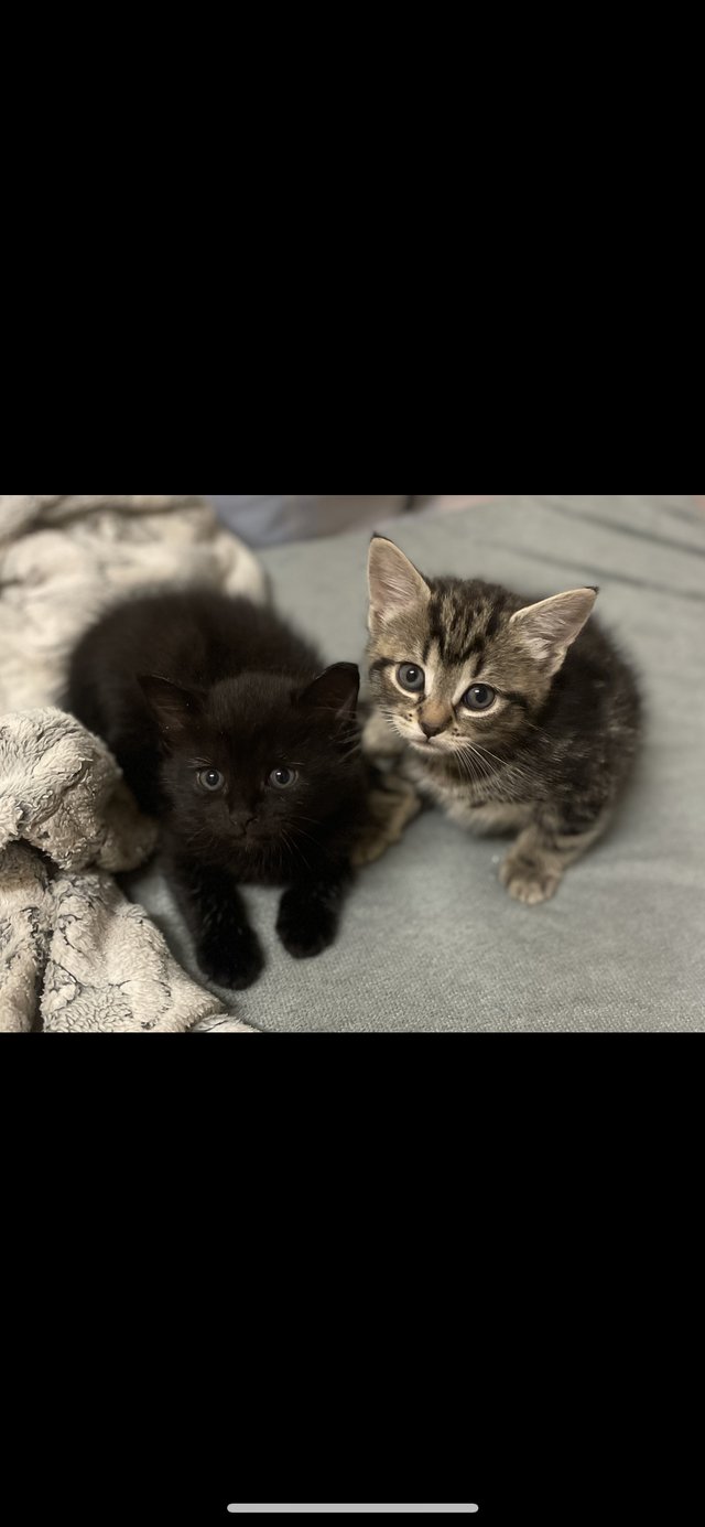 Preview of the first image of 2 gorgeous babies looking for new homes.