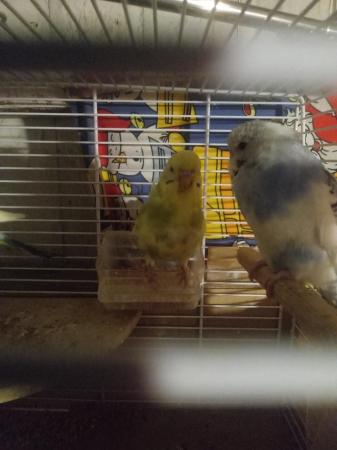 Image 2 of Budgies for sale liverpool