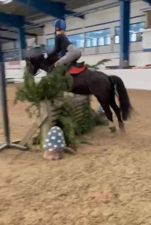 Image 21 of 12.2 section C gelding - super fun pony club all rounder