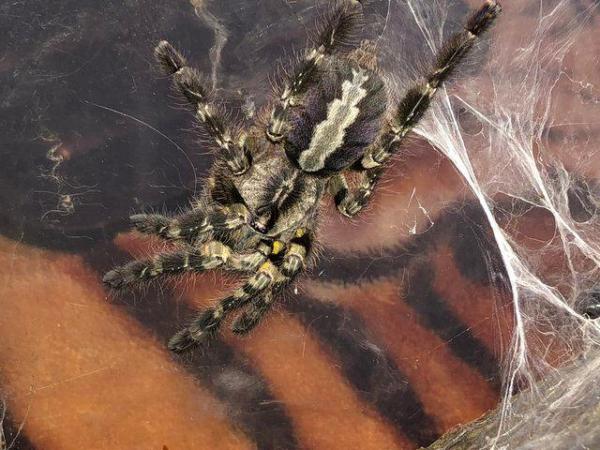 Image 2 of Unwanted tarantula All buy all sell