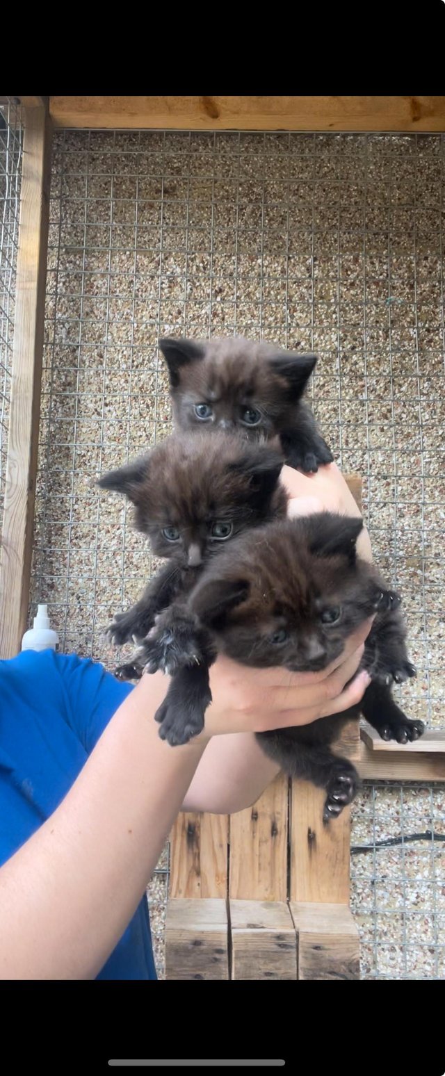 Preview of the first image of 3 black kittens for sale 2 male 1 female £100.