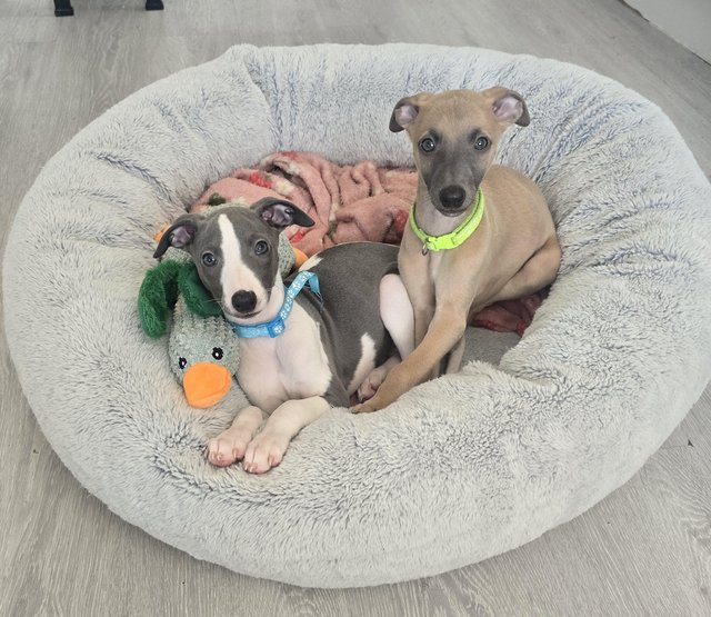 Preview of the first image of Beautiful whippet puppies ready to for they're new homes.