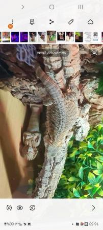 Image 1 of For sale bearded dragon 3yrs old