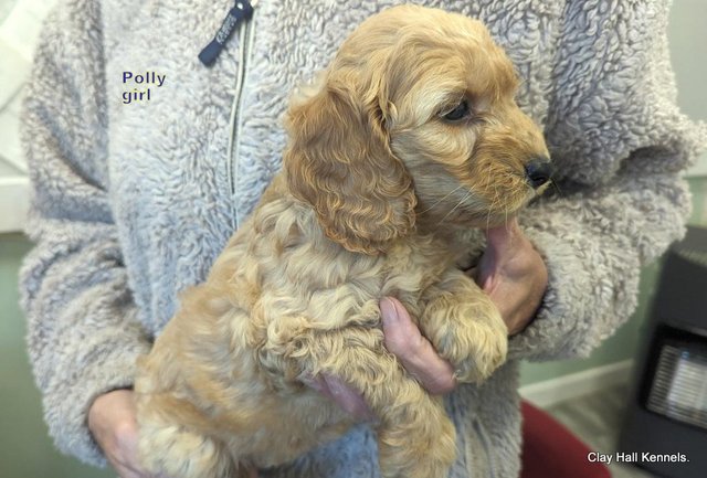 Image 16 of Golden F1 Cockapoo puppies, ready soon.